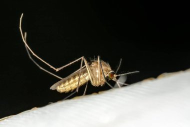 Kan emen bir sivrisineğin yakın çekimi.