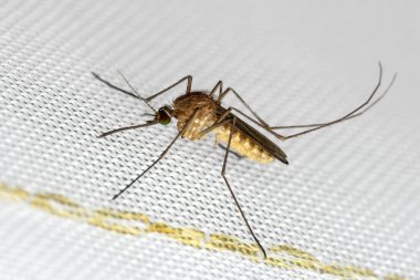 Beyaz sivrisinek tel örgüsü üzerindeki sivrisinek ağı. Sivrisinek hastalığı sıtmanın, Zica virüsünün ve hummanın taşıyıcısı..