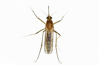 Beyaz sivrisinek tel örgüsü üzerindeki sivrisinek ağı. Sivrisinek hastalığı sıtmanın, Zica virüsünün ve hummanın taşıyıcısı..