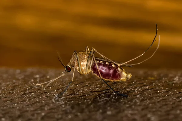 Крупный План Комара Сосущего Кровь — стоковое фото
