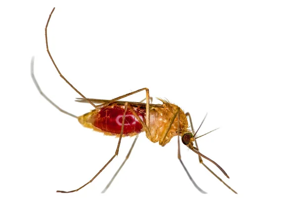 Mygga Vit Mygga Tråd Mesh Net Mygga Sjukdom Bärare Malaria — Stockfoto