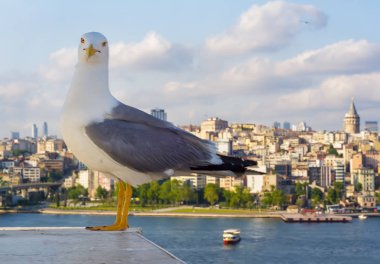 Yeni inşa edilen Haliç Metro Köprüsü'nün tek martı yakın çekim ve Haliç manzarası, 