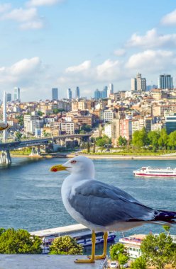 Yeni inşa edilen Haliç Metro Köprüsü'nün tek martı yakın çekim ve Haliç manzarası, 