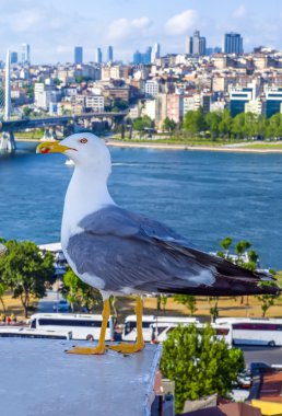 Yeni inşa edilen Haliç Metro Köprüsü'nün tek martı yakın çekim ve Haliç manzarası, 