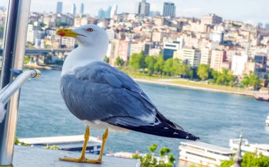 Yeni inşa edilen Haliç Metro Köprüsü'nün tek martı yakın çekim ve Haliç manzarası, 