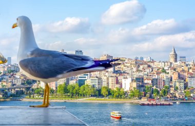 Yeni inşa edilen Haliç Metro Köprüsü'nün tek martı yakın çekim ve Haliç manzarası, 