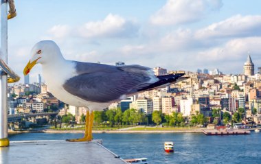 Yeni inşa edilen Haliç Metro Köprüsü'nün tek martı yakın çekim ve Haliç manzarası, 