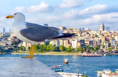 Yeni inşa edilen Haliç Metro Köprüsü'nün tek martı yakın çekim ve Haliç manzarası, 