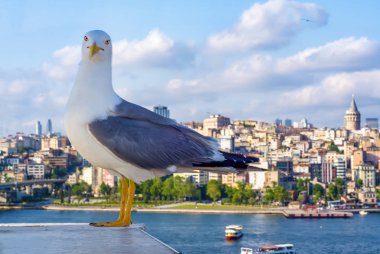 Yeni inşa edilen Haliç Metro Köprüsü'nün tek martı yakın çekim ve Haliç manzarası, 