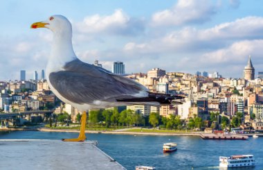 Yeni inşa edilen Haliç Metro Köprüsü'nün tek martı yakın çekim ve Haliç manzarası, 