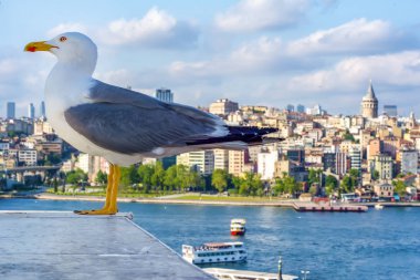Yeni inşa edilen Haliç Metro Köprüsü'nün tek martı yakın çekim ve Haliç manzarası, 