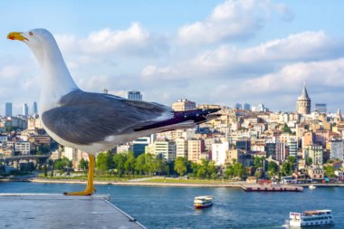 Yeni inşa edilen Haliç Metro Köprüsü'nün tek martı yakın çekim ve Haliç manzarası, 