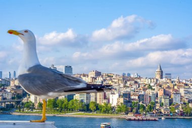 Yeni inşa edilen Haliç Metro Köprüsü'nün tek martı yakın çekim ve Haliç manzarası, 