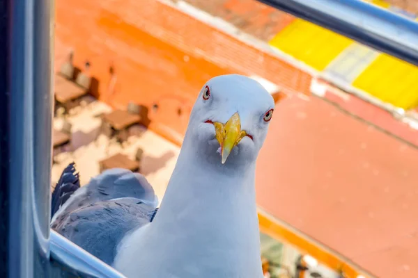 Single Seagull Närbild Och Gyllene Hornet Utsikt Över Nybyggda Halic — Stockfoto