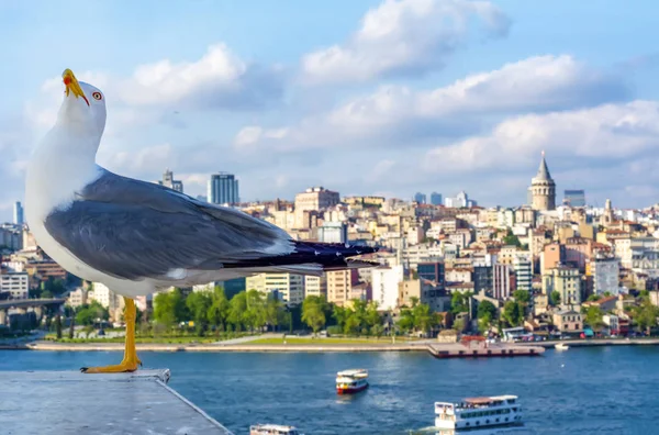 Yeni inşa edilen Haliç Metro Köprüsü'nün tek martı yakın çekim ve Haliç manzarası, 