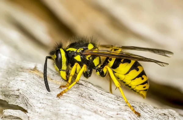 Όμορφη Διάμεσος Σφήκα Dolichovespula Πορτρέτο Απόθεμα Εικόνας — Φωτογραφία Αρχείου