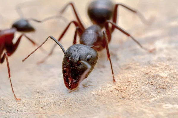 Güzel Kırmızı Karıncanın Güçlü Çeneleri — Stok fotoğraf