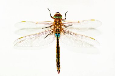 Gözleri yusufçuk ve kanatları yönüyle gösterilen. Doğa ortamlarında güzel yusufçuk 