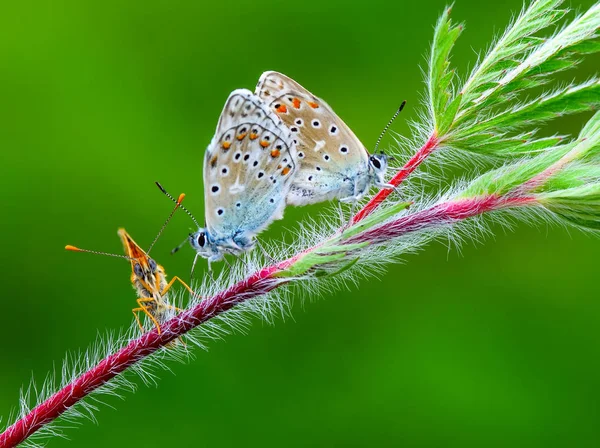 Closeup Krásné Motýli Sedící Květ — Stock fotografie