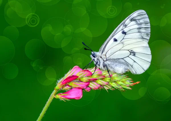 Pillangó ül a virágon. — Stock Fotó