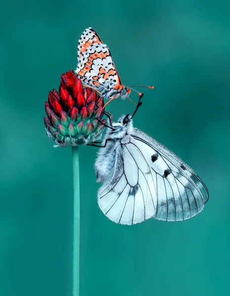 Closeup Beautiful Butterflies Sitting Flower — Stock Photo, Image