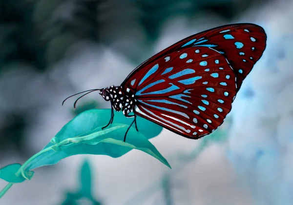 Nahaufnahme Schöner Schmetterling Auf Blume Sitzend — Stockfoto