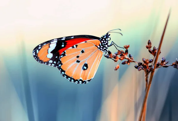 特写镜头美丽的蝴蝶坐在花 — 图库照片