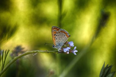 Çiçek oturma portre güzel kelebek.
