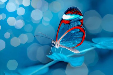 Çiçek oturma portre güzel kelebek.