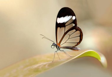 Çiçek oturma portre güzel kelebek.