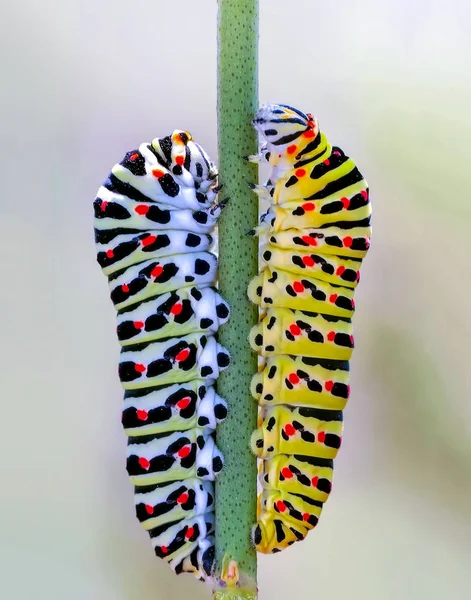 Vacker Aterpillar Swallowtail Stock Bild — Stockfoto