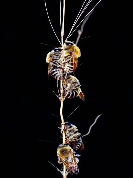 Piękna Pszczoła Makro Łonie Natury Obrazów Stockowych — Zdjęcie stockowe