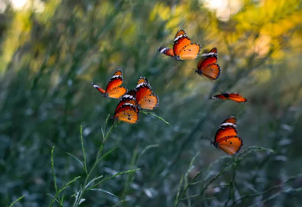Gros Plan Beaux Papillons Assis Sur Fleur — Photo