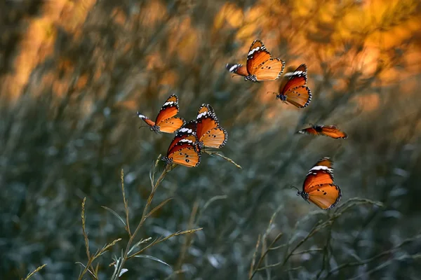 Gros Plan Beaux Papillons Assis Sur Fleur — Photo