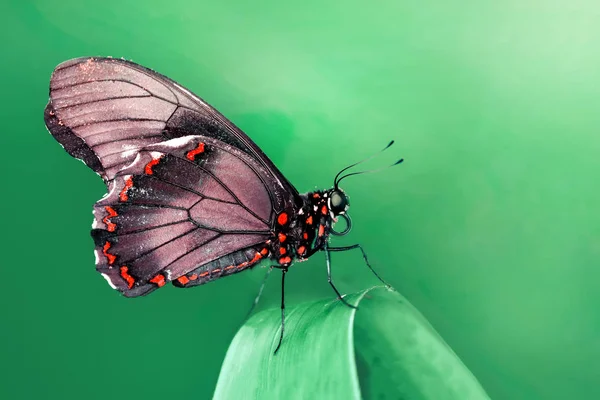 나비가 — 스톡 사진