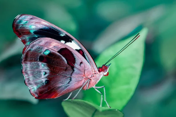 クローズ アップ美しい蝶の花の上に座って — ストック写真