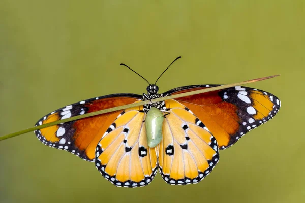 Närbild Vackra Fjärilar Sitter Blomma — Stockfoto