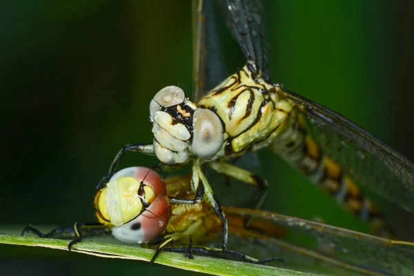 Δείχνει Μάτια Φτερά Και Dragonfly Λεπτομέρειες Όμορφη Dragonfly Στον Βιότοπο — Φωτογραφία Αρχείου