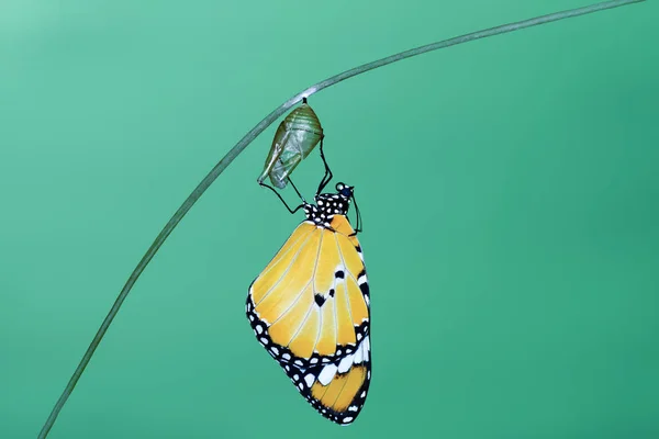 Молочная водоросль, Монарх, Обыкновенный Тигр — стоковое фото