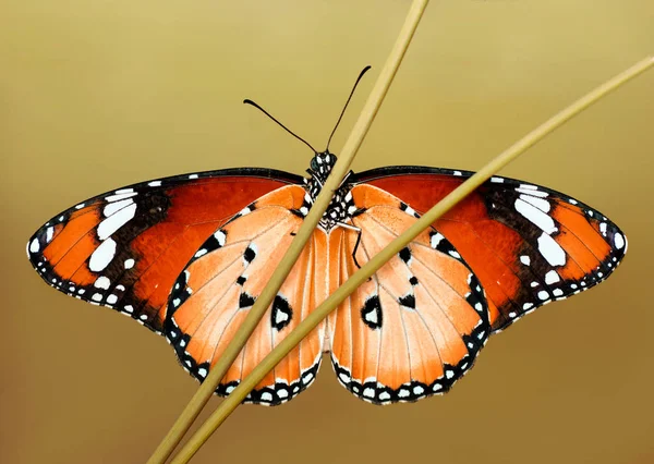 Closeup Bela Borboleta Sentado Flor — Fotografia de Stock