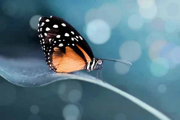 Closeup Beautiful Butterfly Sitting Flower — Stock Photo, Image