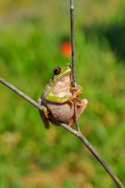 Europeia Bonita Hyla Arborea Imagem Stock — Fotografia de Stock