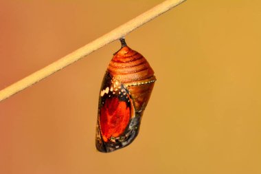 Monarch kelebek krizalid - stok görüntü