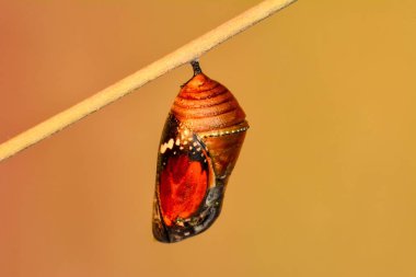 Monarch Butterfly Chrysalis - stock image clipart