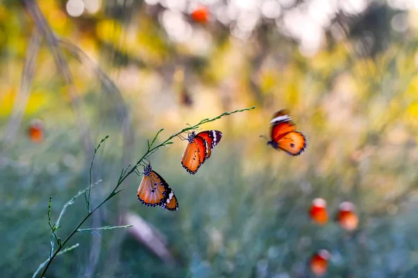 Primer Plano Hermosas Mariposas Sentadas Flor — Foto de Stock
