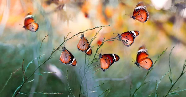 Gros Plan Beaux Papillons Assis Sur Fleur — Photo