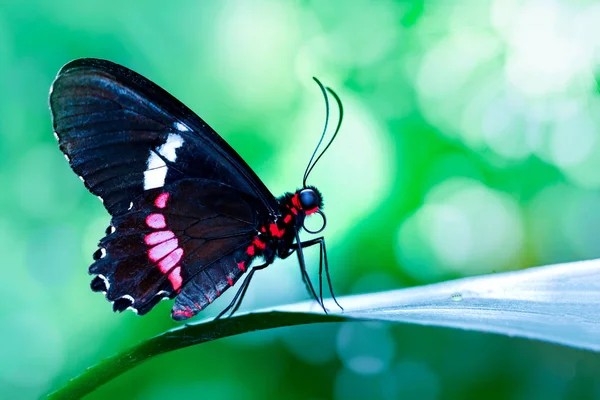 Closeup Bela Borboleta Sentado Flor — Fotografia de Stock