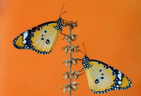 Крупный План Красивые Бабочки Сидят Цветке — стоковое фото