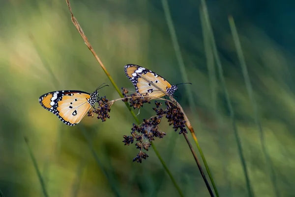 Closeup Beautiful Butterflies Sitting Flower — Stock Photo, Image