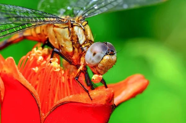 显示眼睛蜻蜓和翅膀的细节 美丽的蜻蜓在自然栖息地 — 图库照片